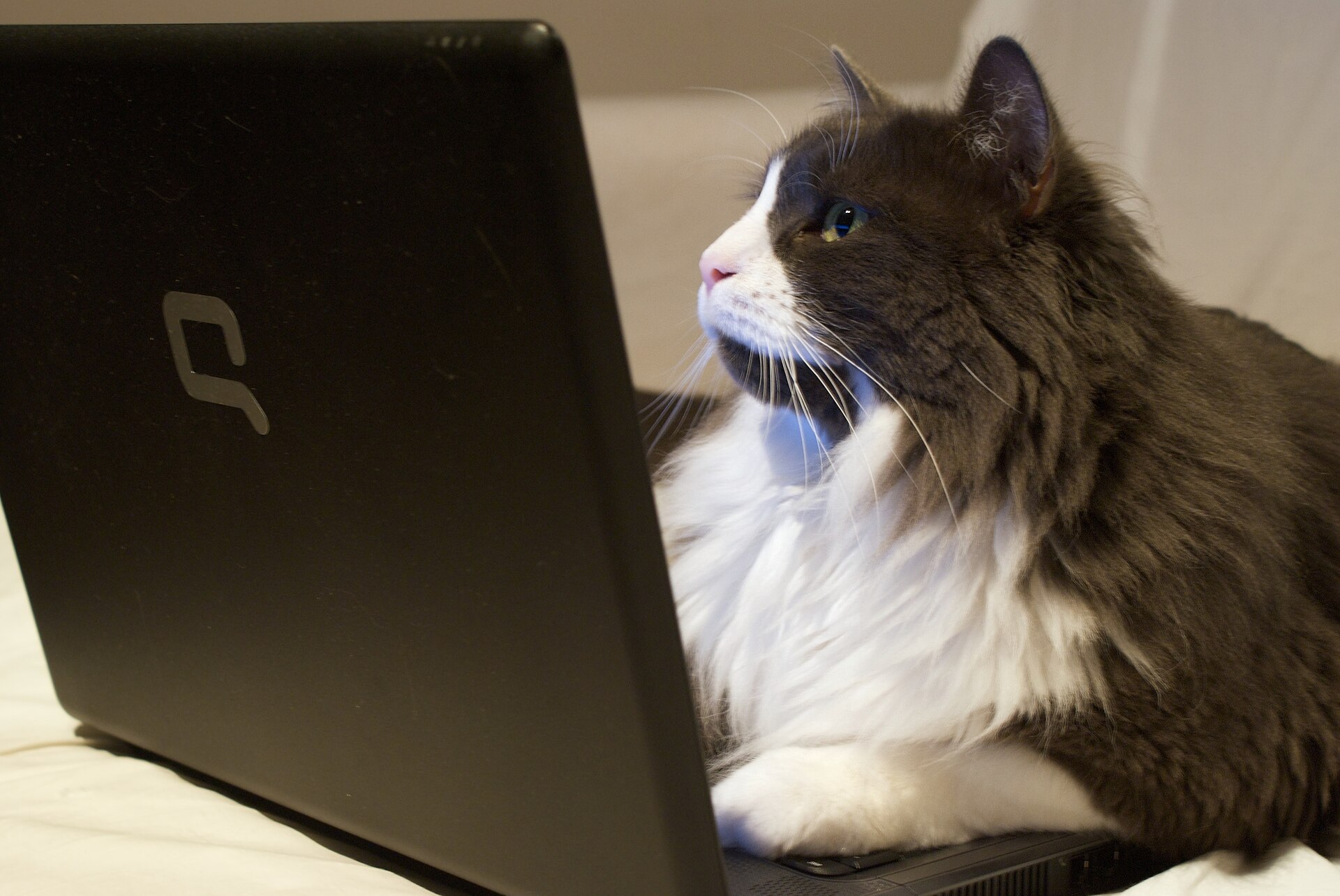 laptop computer
