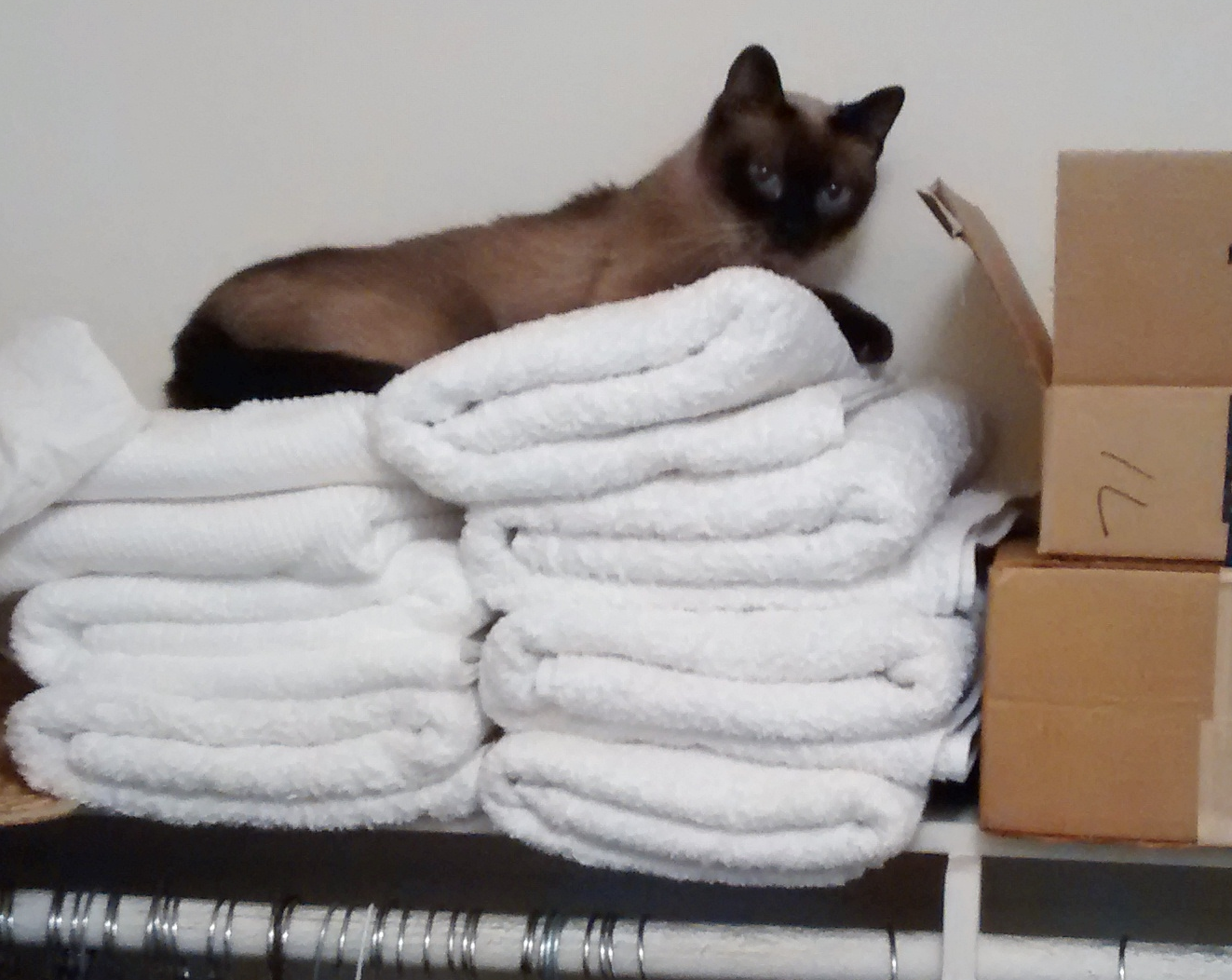 How Product Testing Programs for Home Goods Work: A Practical Guide
